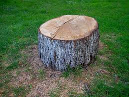 Best Storm Damage Tree Cleanup  in Odell, OR