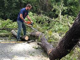  Odell, OR Tree Services Pros