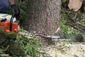 Best Tree Preservation Services  in Odell, OR