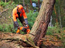Best Tree Removal  in Odell, OR