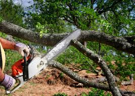 Best Lawn Renovation and Restoration  in Odell, OR
