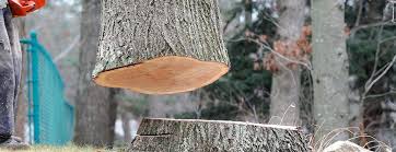 Best Hazardous Tree Removal  in Odell, OR