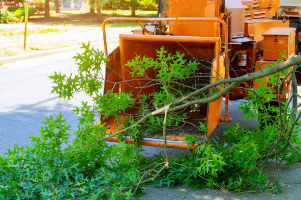 Best Stump Grinding and Removal  in Odell, OR