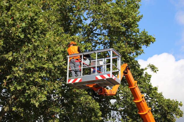 Best Leaf Removal  in Odell, OR