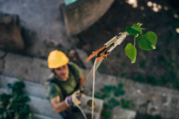 Best Root Management and Removal  in Odell, OR