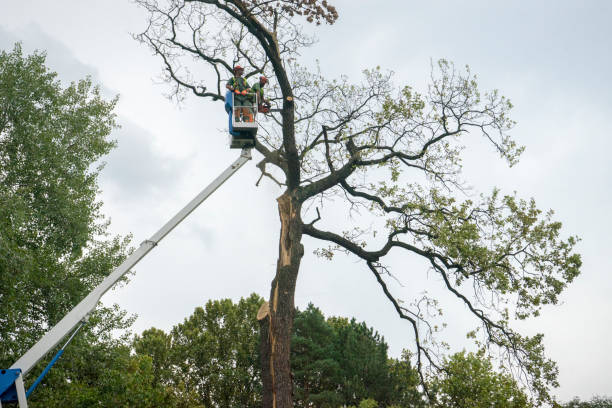 Best Seasonal Cleanup (Spring/Fall)  in Odell, OR