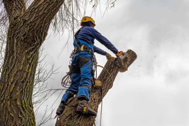 Best Tree Trimming and Pruning  in Odell, OR