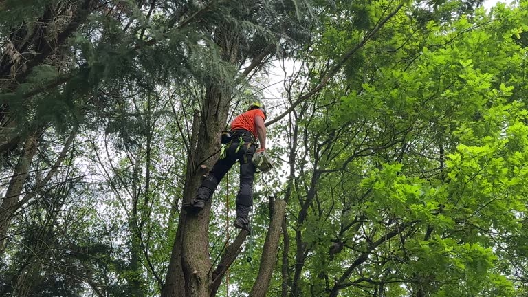 Best Tree Health Inspection  in Odell, OR