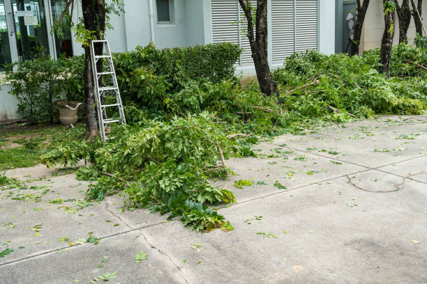 Best Utility Line Clearance  in Odell, OR