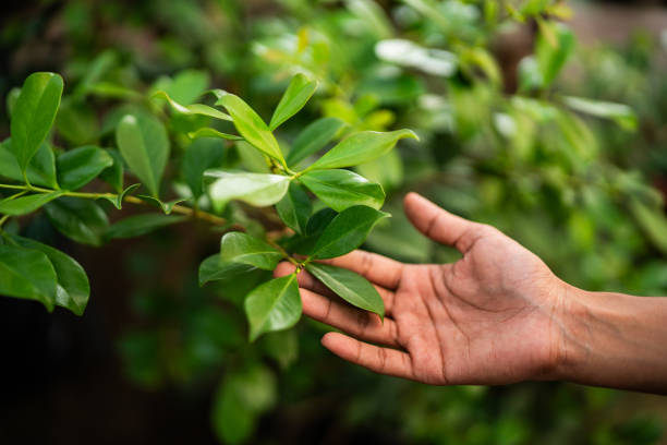 Best Tree Mulching  in Odell, OR