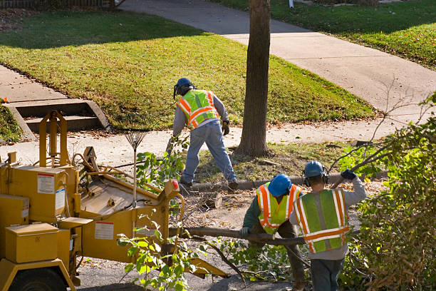 Best Commercial Tree Services  in Odell, OR