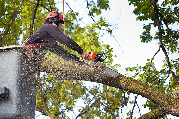 Best Lawn Disease Treatment  in Odell, OR