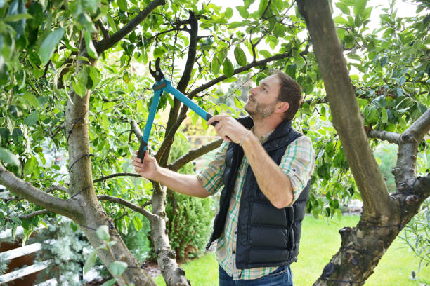 Best Tree and Shrub Care  in Odell, OR